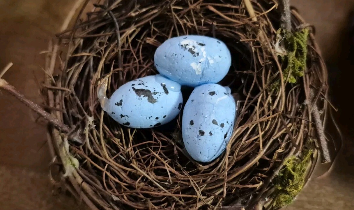 Lot Of 2 Bird Nest Nests With Eggs
