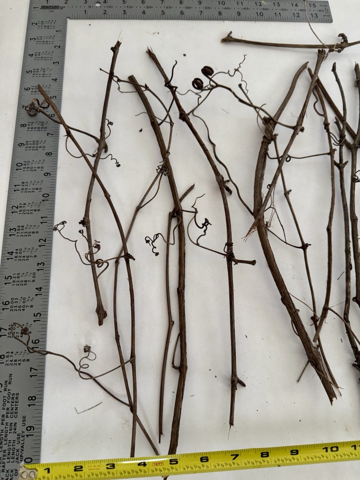 Huge Lot Of Grapevine tendrils & twigs Dried Natural floral Craft & small pets