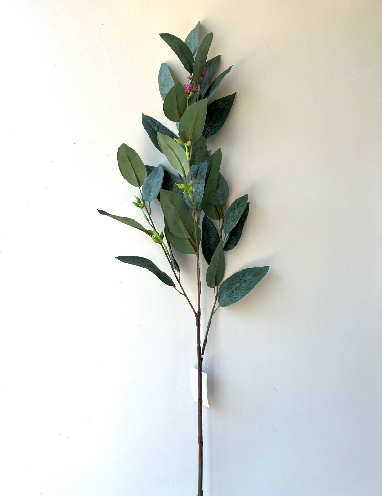 Australian Native Flowers Eucalyptus Blossom Greenery Stem Latex leaf Foliage x1