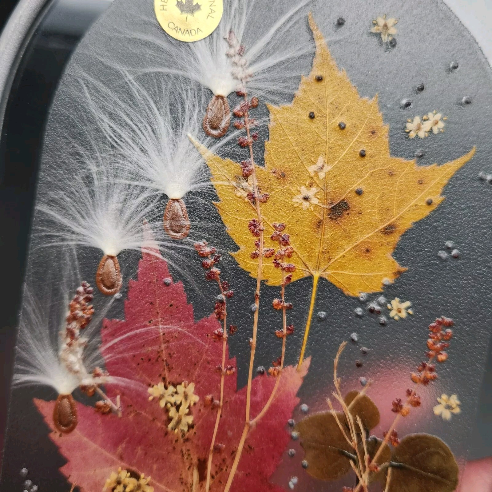 Canada Henni Original Pressed Leaves Seeds Glass Window Hanging Original Label