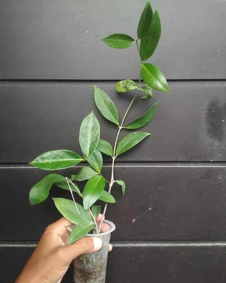 Hoya Globulifera Rare Variegated, Real Picture, Aroid Houseplant