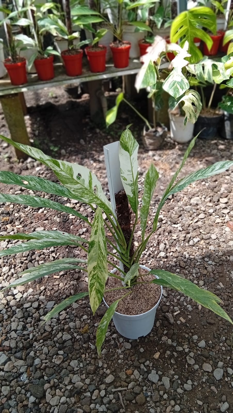 Real Picture Rhaphidophora Megasperma Variegated Medium Size
