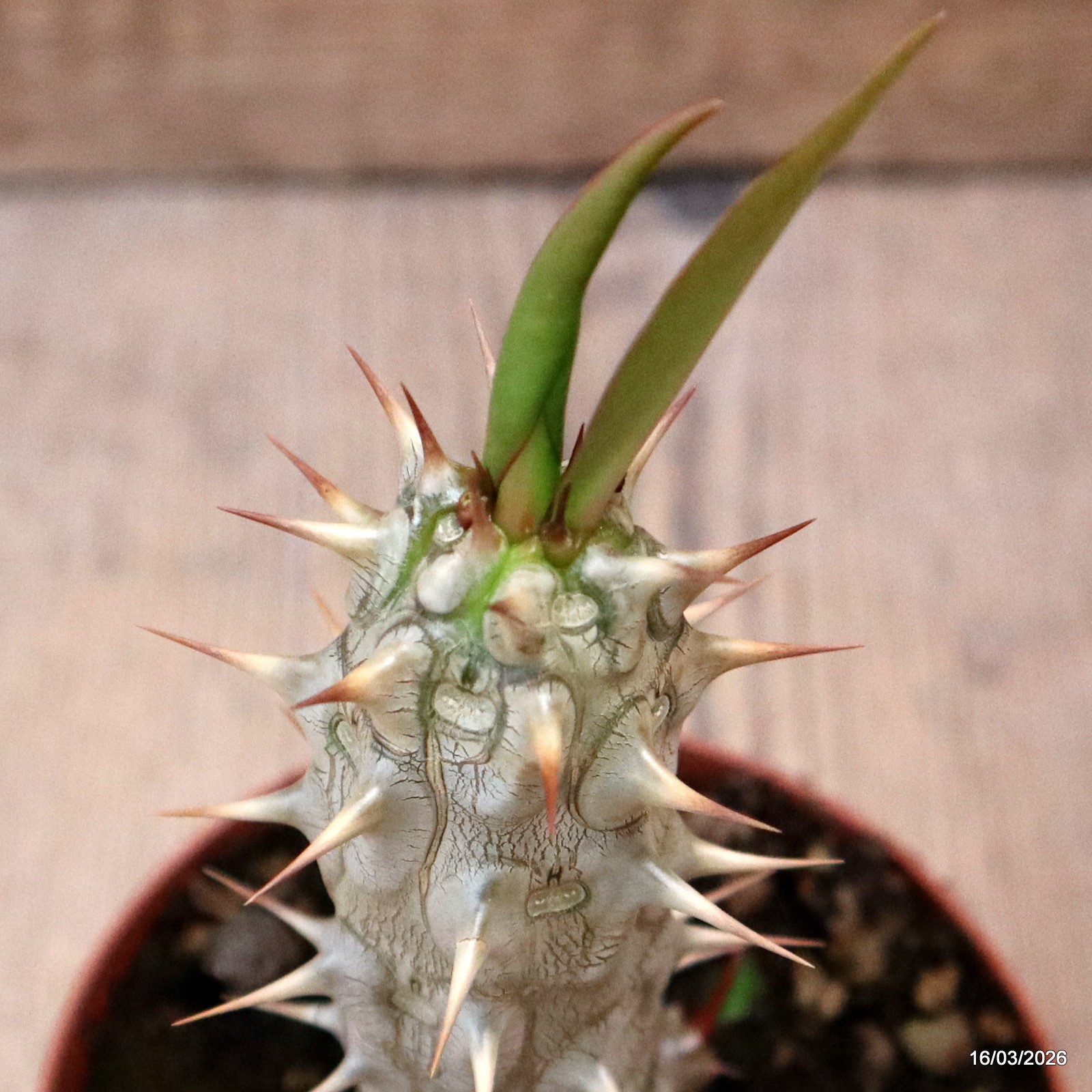 D8023 EUPHORBIA VULCANI pot10-H11-W4 cm MaMa Cactus