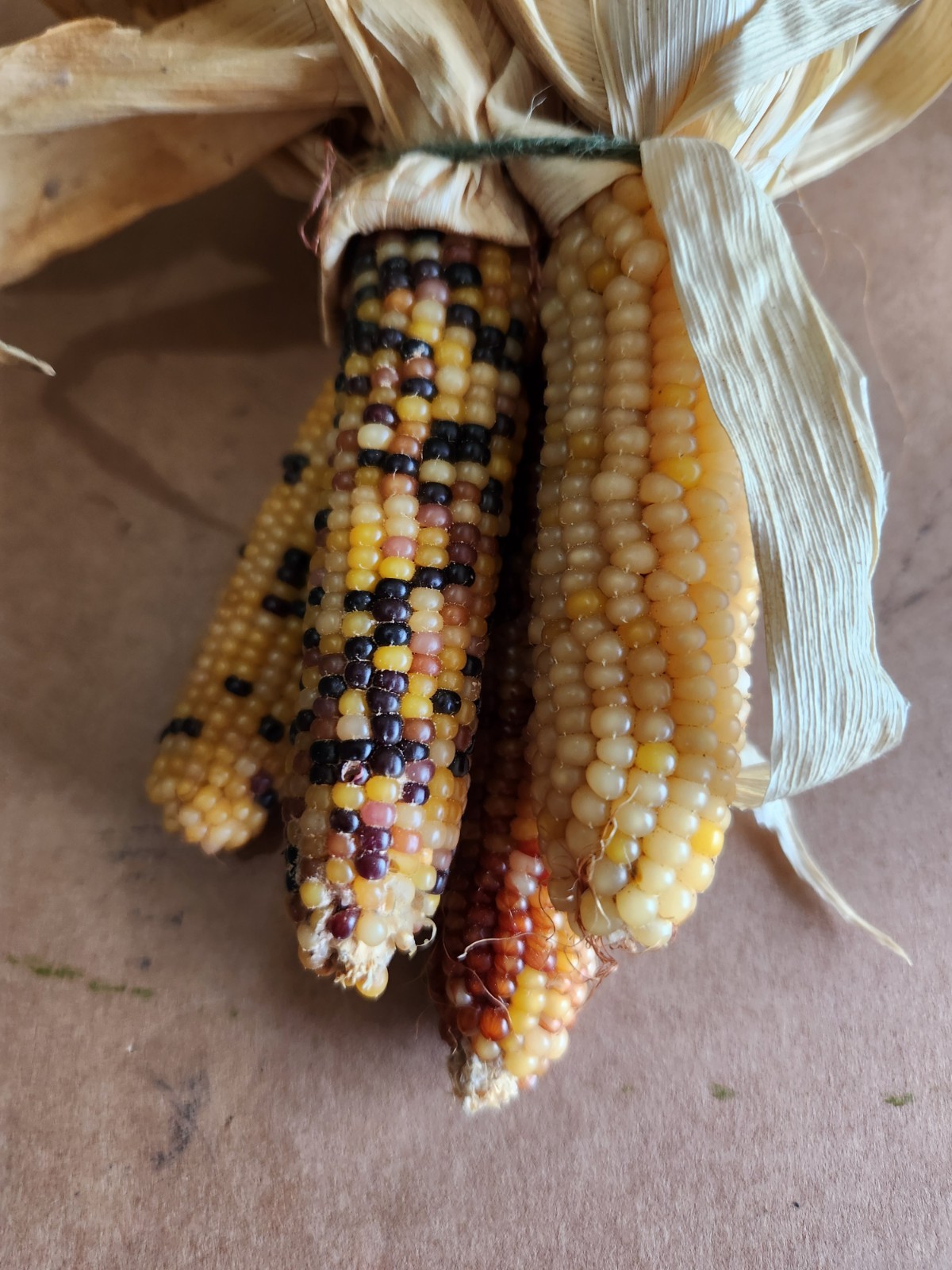 Mini Indian Corn, Approx 5″ Long – Thanksgiving, Fall, Decor, Small #9