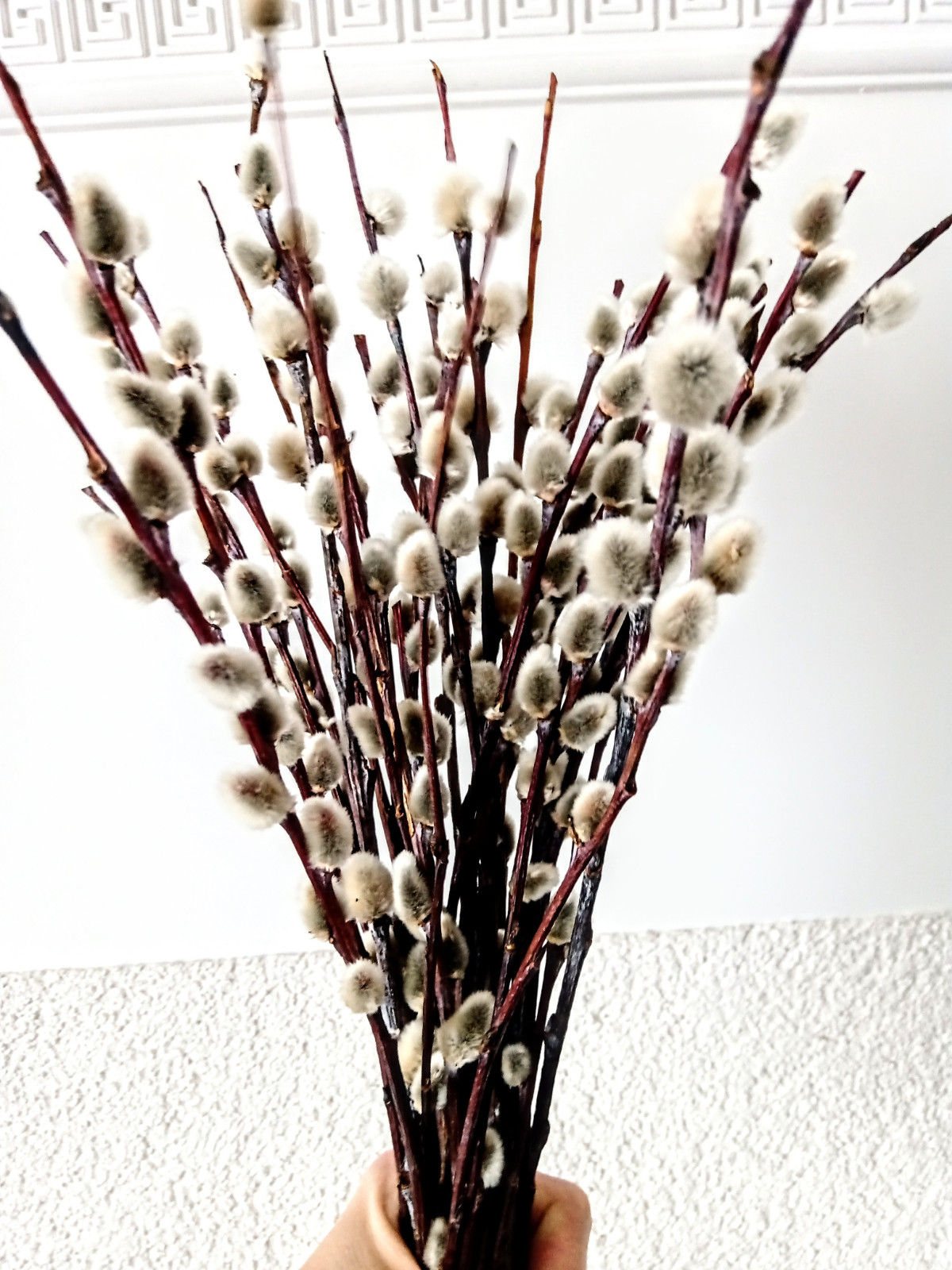 20 St Branch of real dried Pussy Willow Spring Flowers Easter decors Christmas