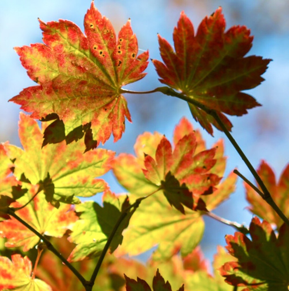 Acer palmatum cv ‘rubro-viridis’ – Rubro-viridis Japanese Maple