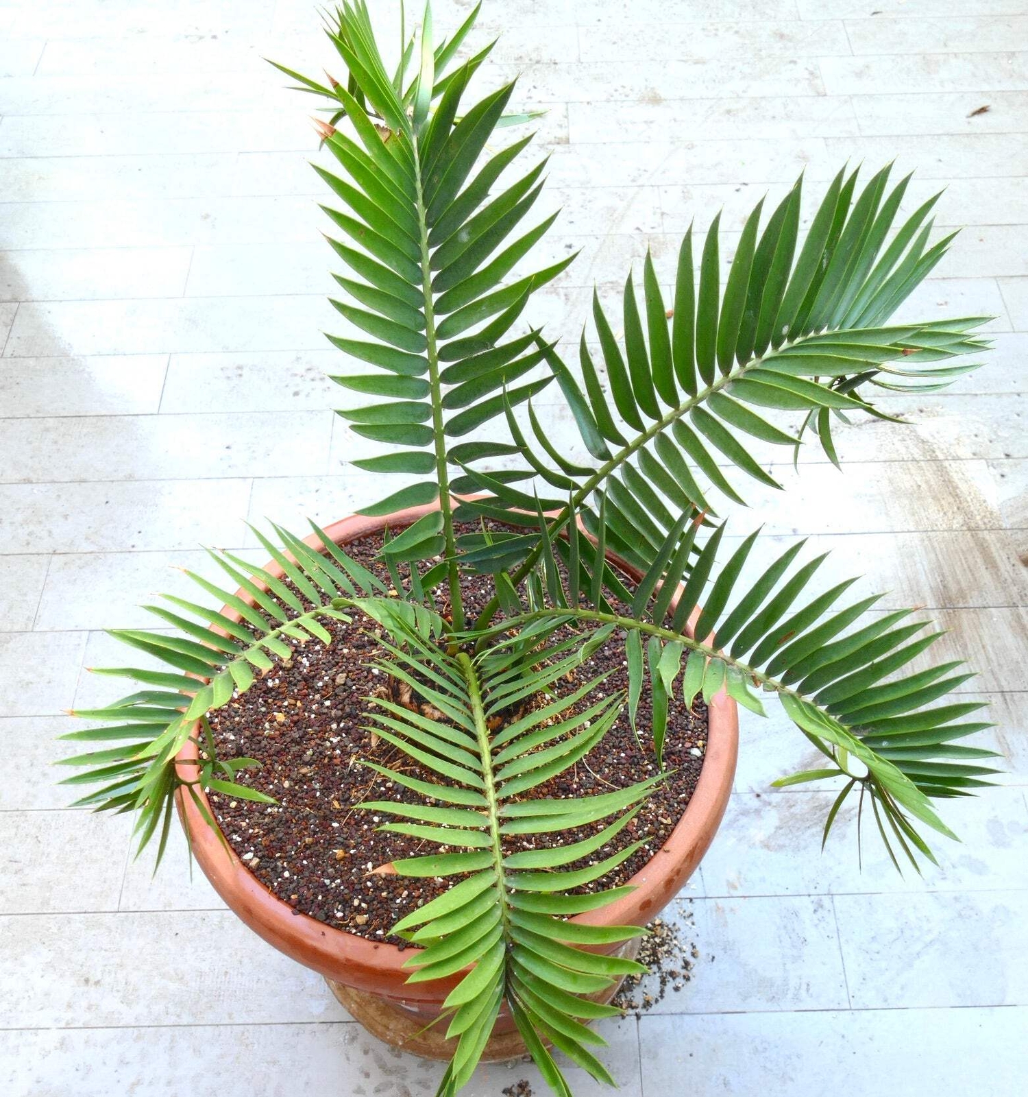 Encephalartos lebomboensis X longifolius 12x11cm CAUDEX – NO latifrons hirustus