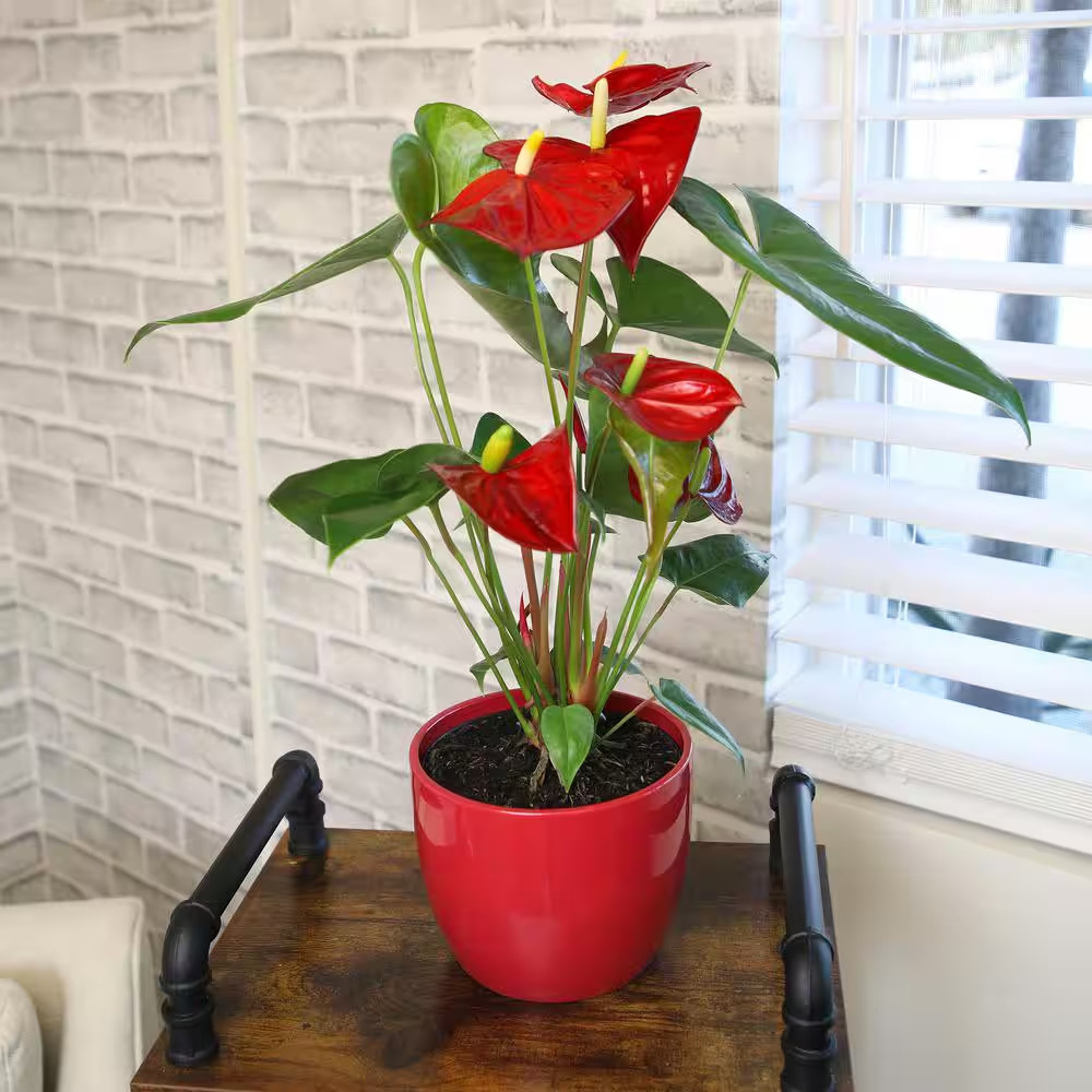 6 In. Red Flamingo Flower (Approximately 20 In. Tall) Decorative House Plant Gif