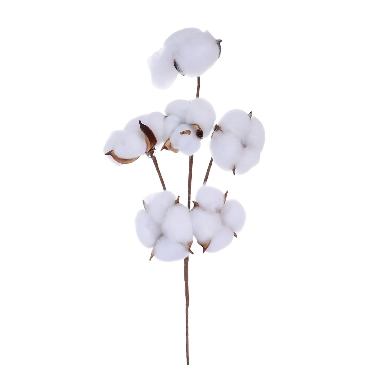 13.4 Inch Natural Dried Cotton Stems with 6 Bolls, Cotton Flower Branches for…