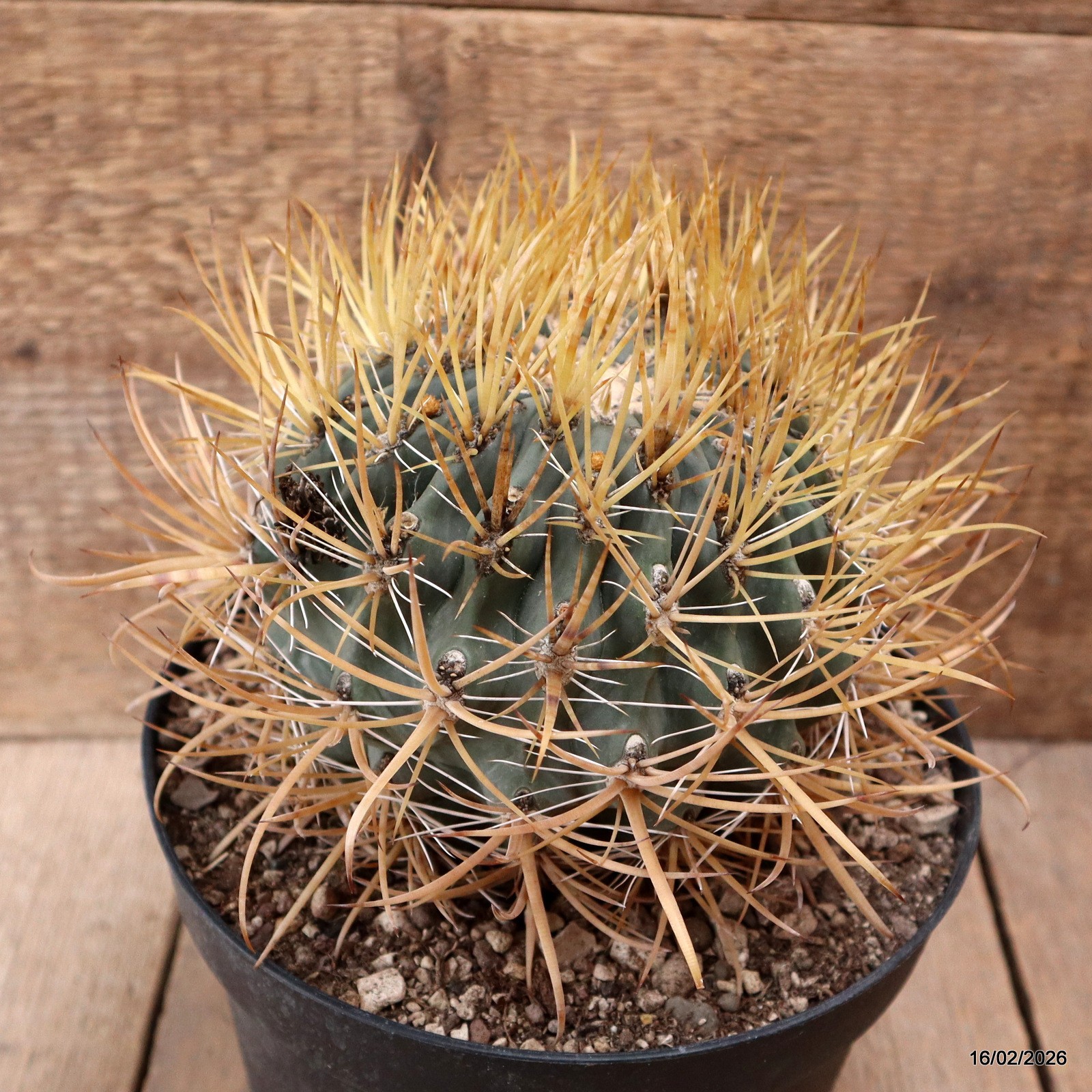 D7808 FEROCACTUS CHRYSACANTHUS pot18-H13-W14 cm MaMa Cactus