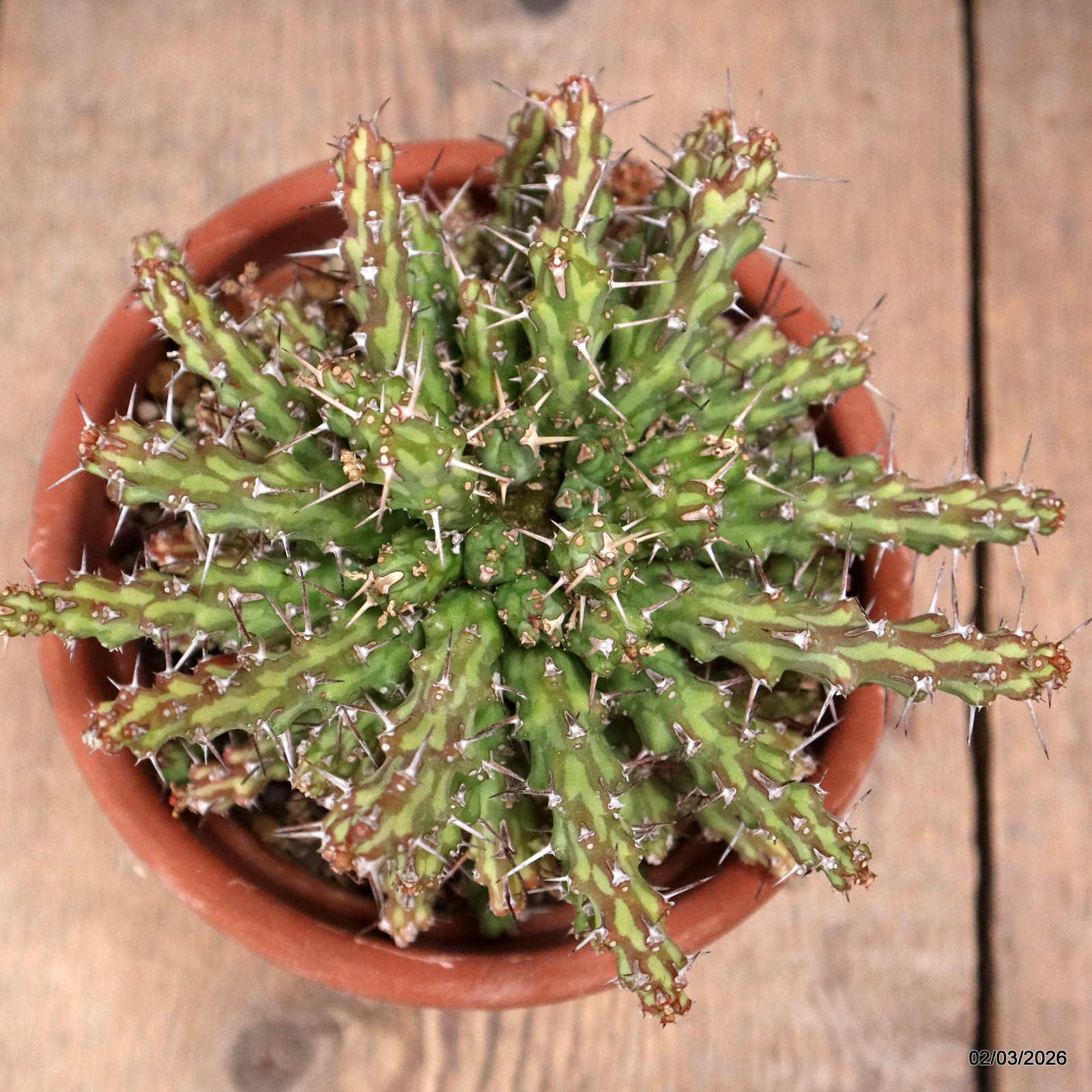 D7941 EUPHORBIA ACTINOCLADA pot15-H11-W16 cm MaMa Cactus
