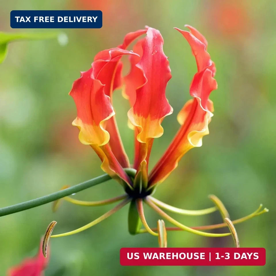 30+ Flame Lily Seeds for Planting, Gloriosa superba Glory Lily Climbing Vine wit