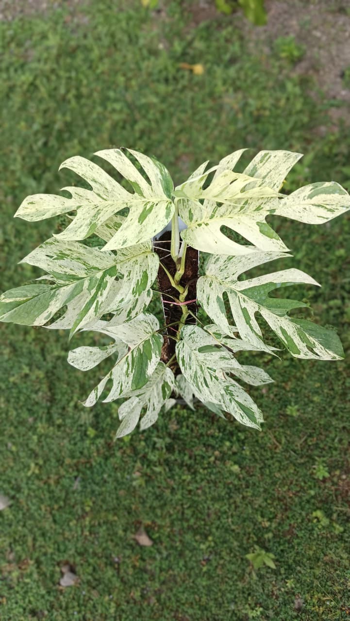 Real Picture Epipremnum Pinnatum Marble Thai Variegated Big Size