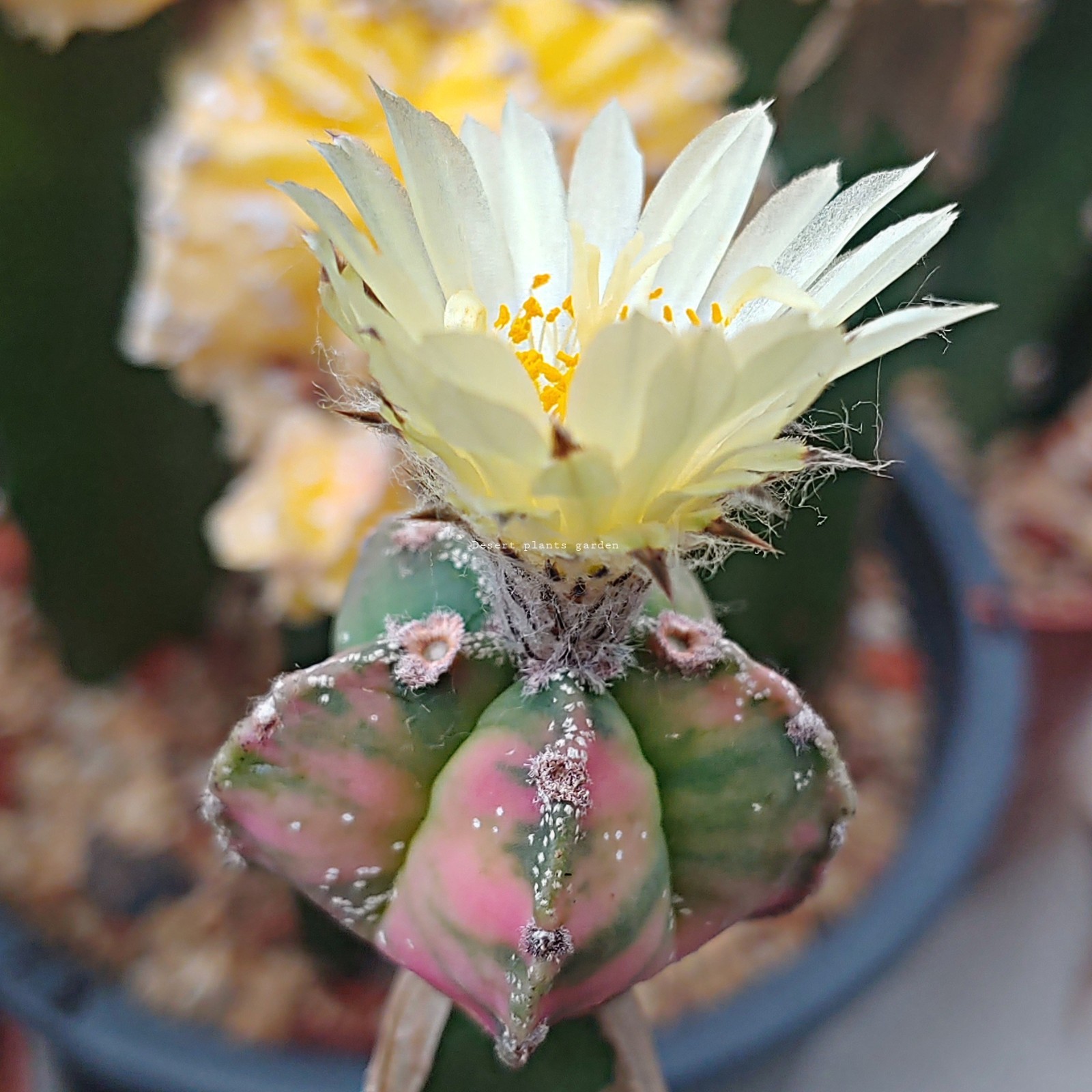Astrophytum myriostigma Varieagated 25Seeds