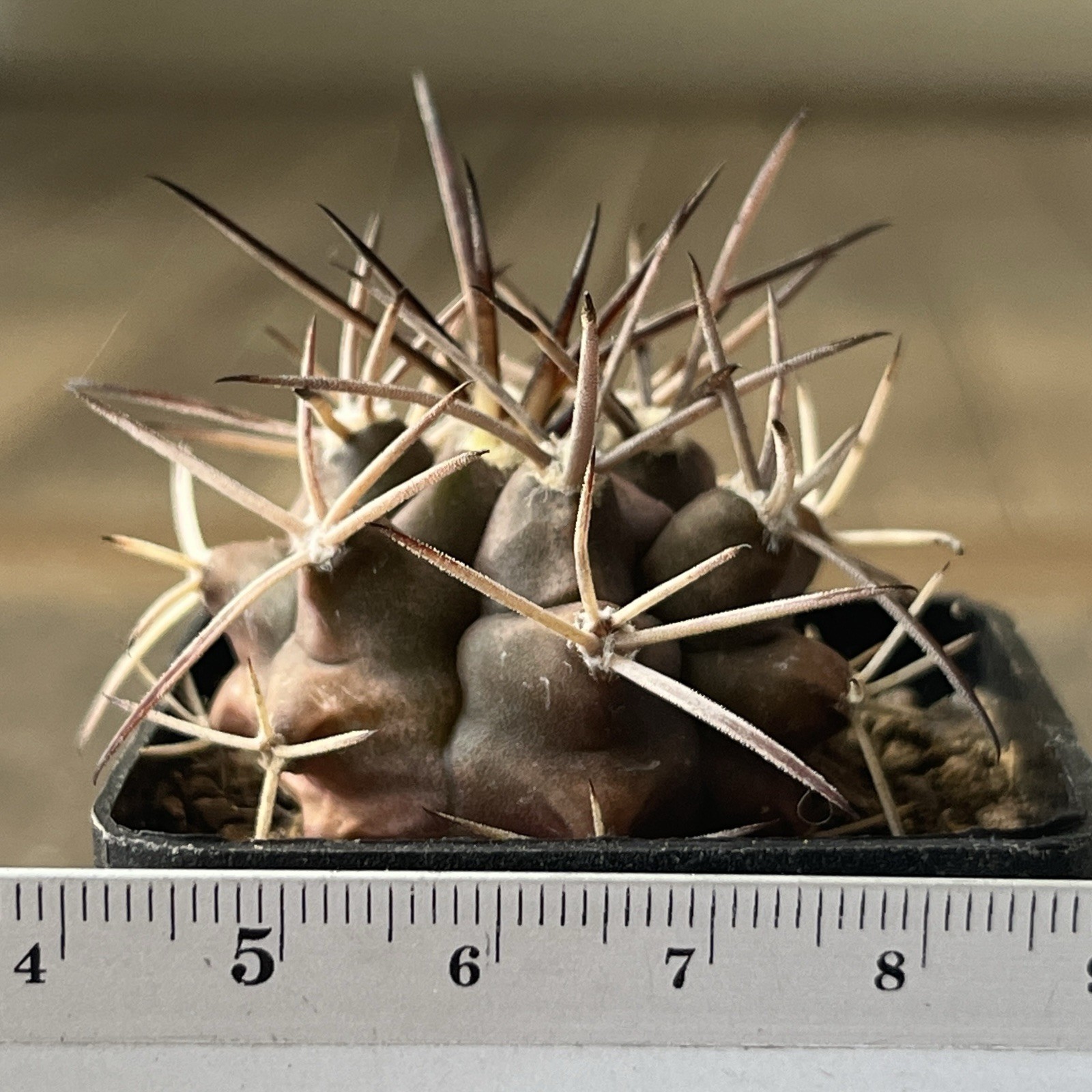 A37-4314. G. delaetii, spine selection In 2 generation, own root