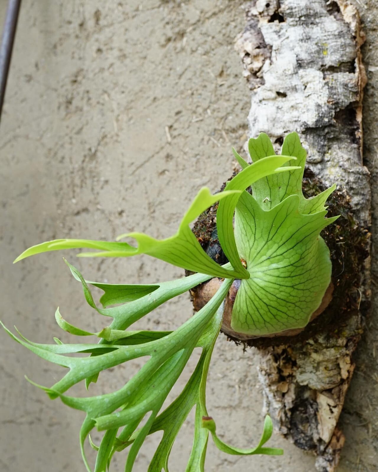 Platycerium Coronarium free Phytosanitary Cert