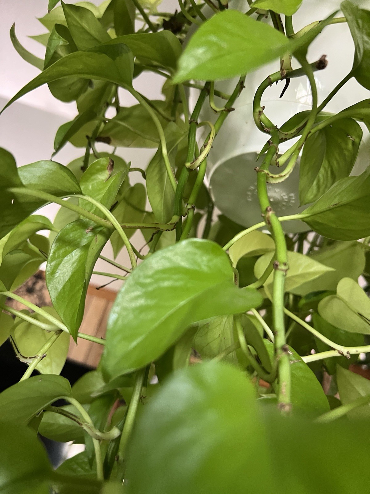 Bundle of 8 Unrooted Plant Cuttings – Philodendron, Pothos Varieties