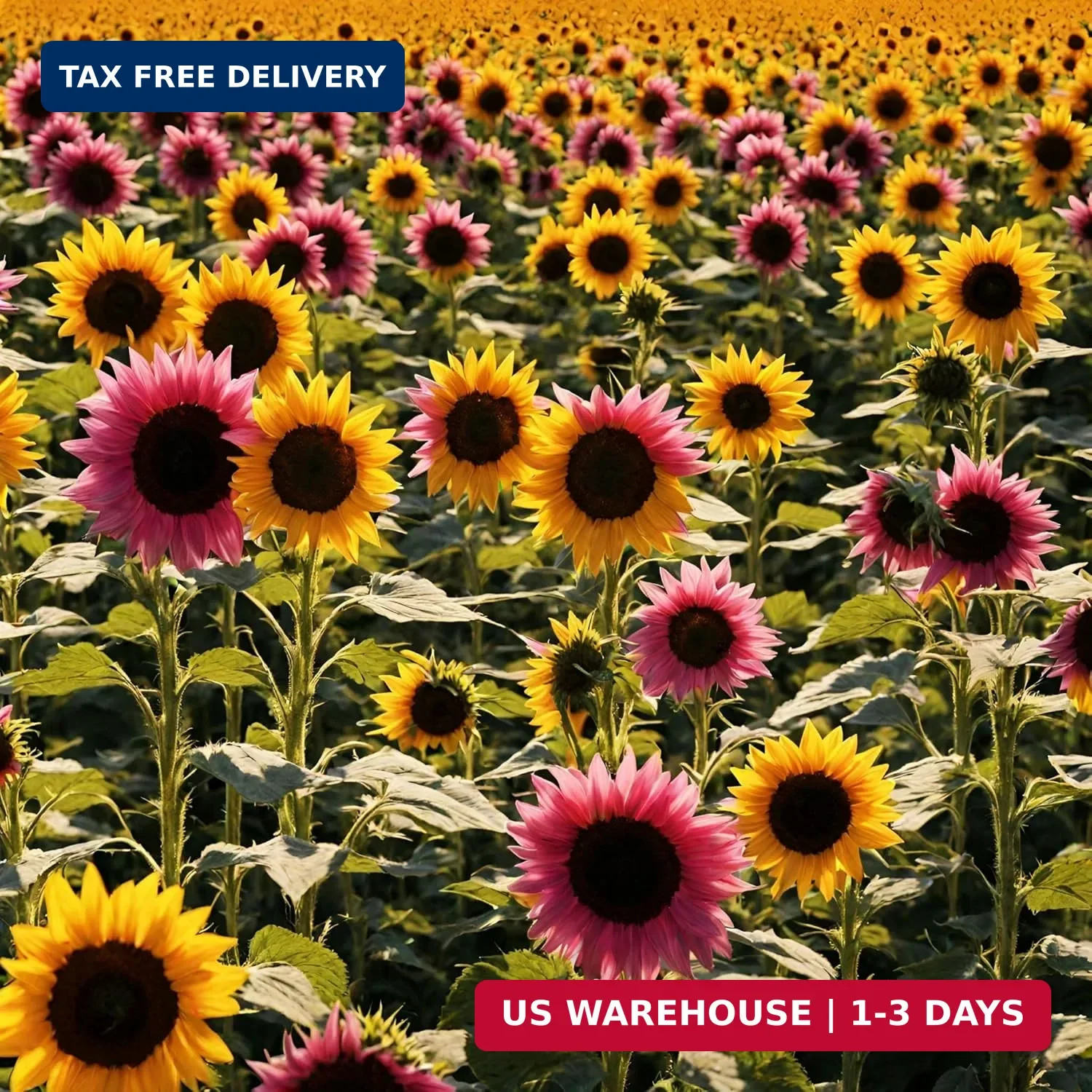 100 Pcs Multicolor Dwarf Variegated Sunflower Seeds Home Garden Decor Plant