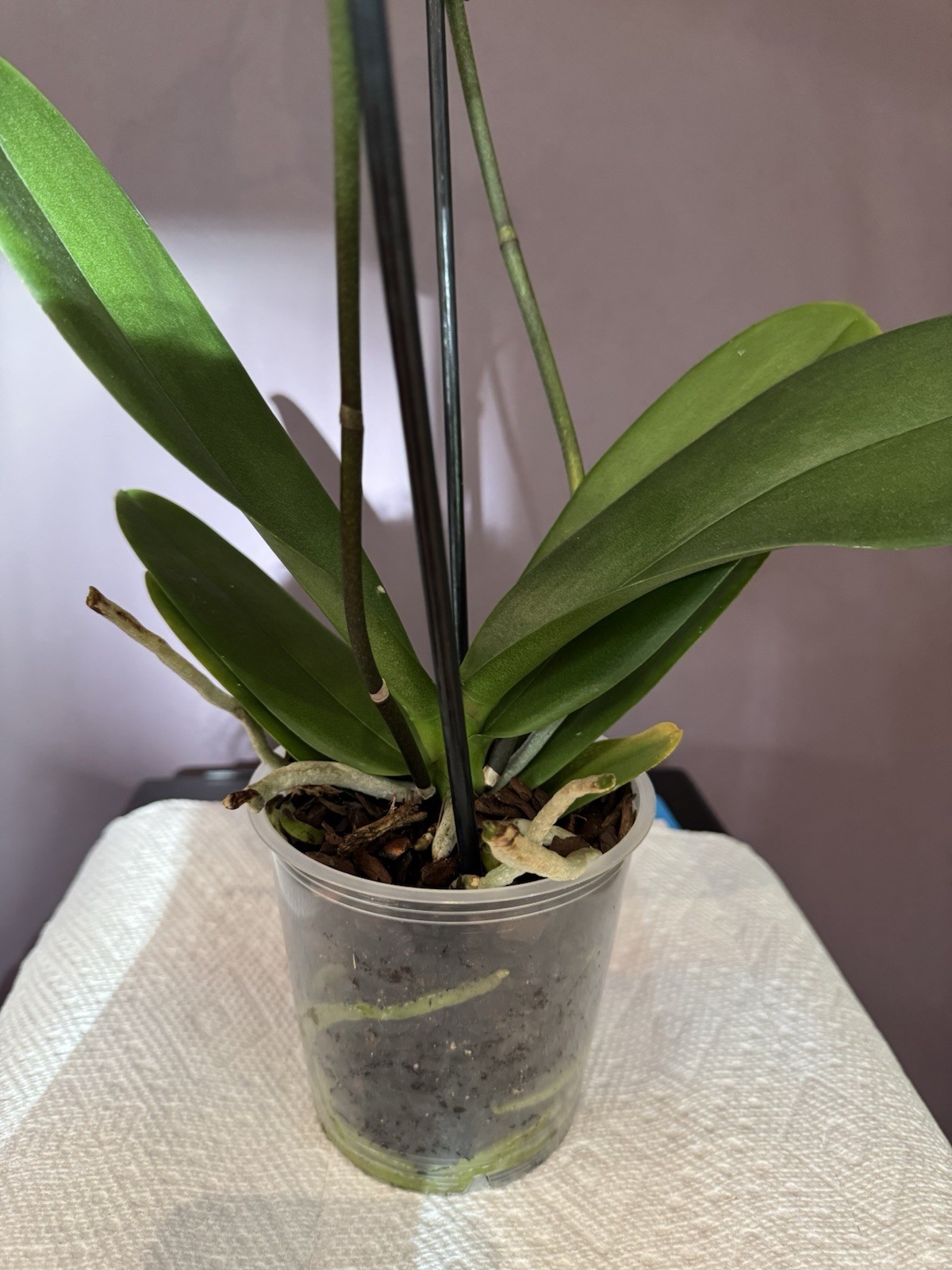 Beautiful phalaenopsis orchid plant In Full Bloom