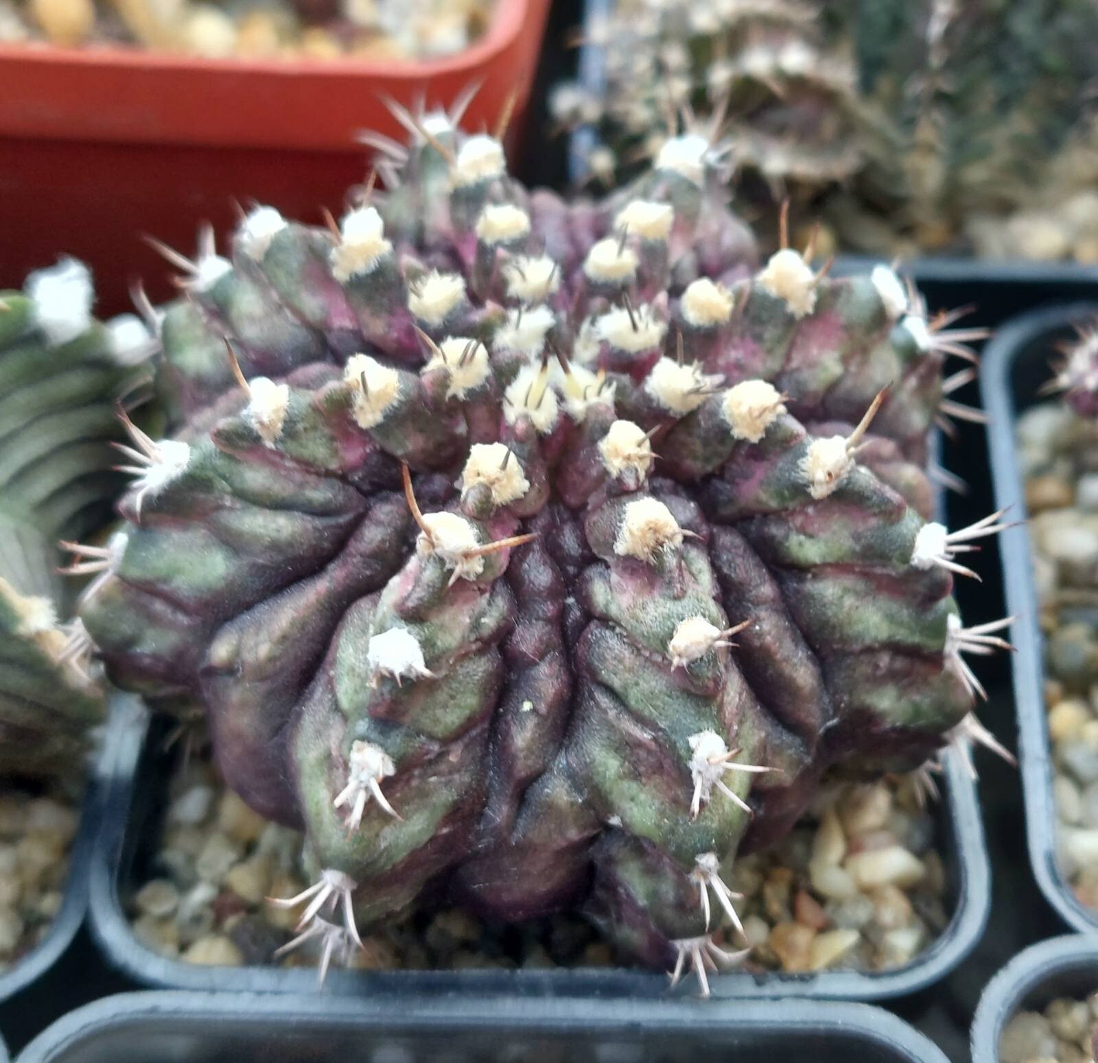 Gymnocalycium mihanovichii ‘T-Rex’ hybrid mix 100seeds harvest 2025
