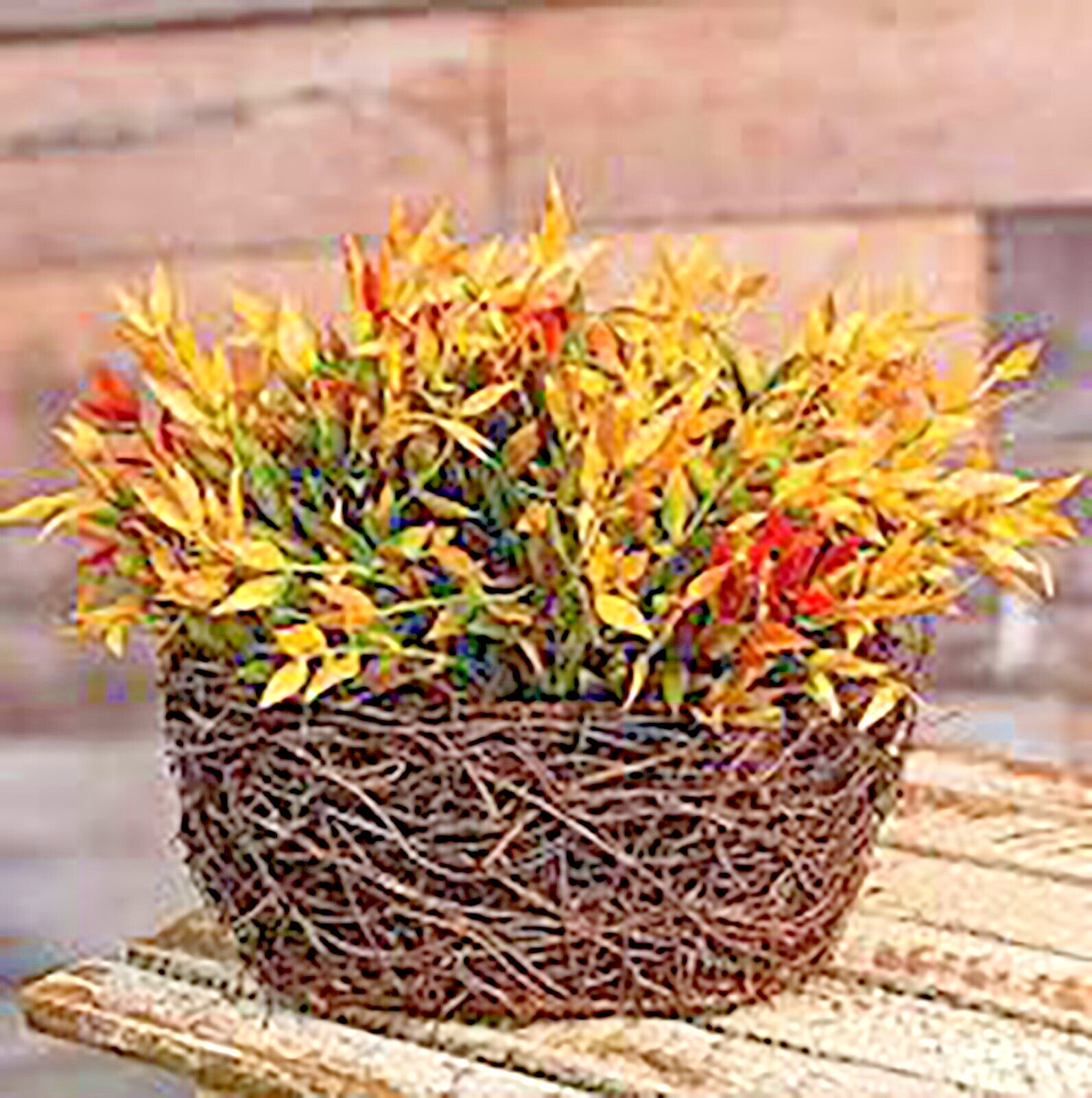 FALL Velvet Ash 1/2 Sphere Gold Greenery Faux Artificial Flower Plant~Red Green