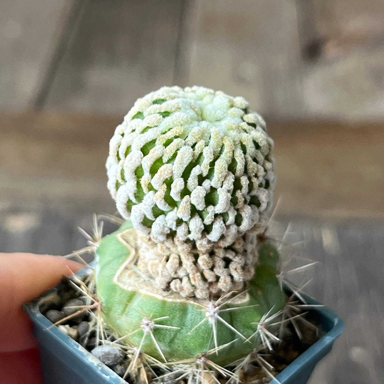 A50-579 Mammillaria pectinata cv. short spines, grafted