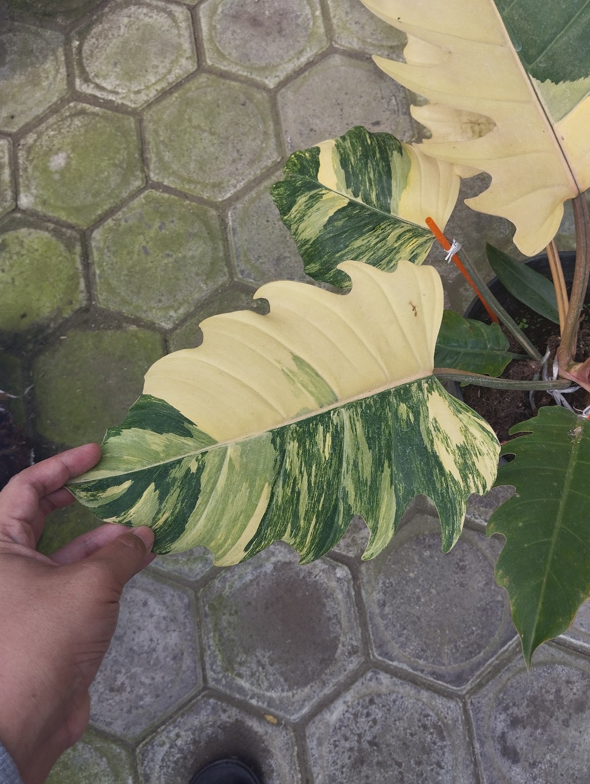 Philodendron Caramel Marble Big Size Variegated Real Picture Free Phitosanytari