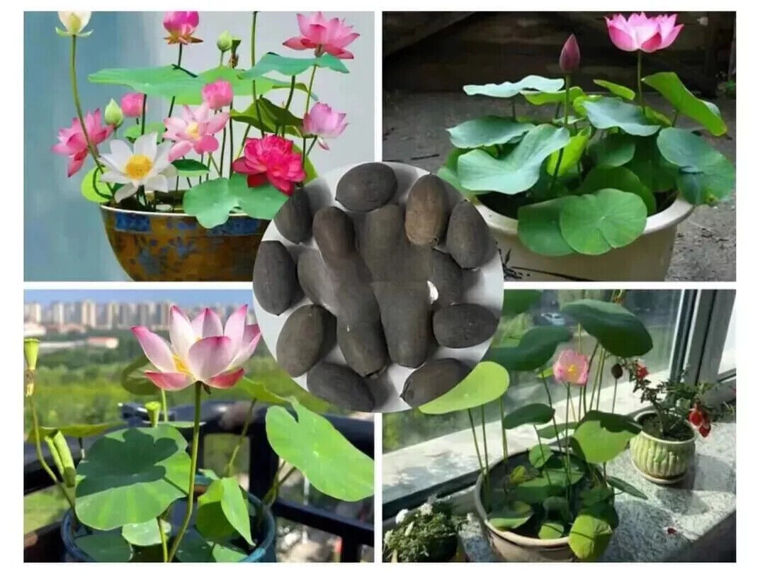 30Seeds Lotus Mix FlowerSeed Hand Picked Aquatic Plants Water GardenSeeds US