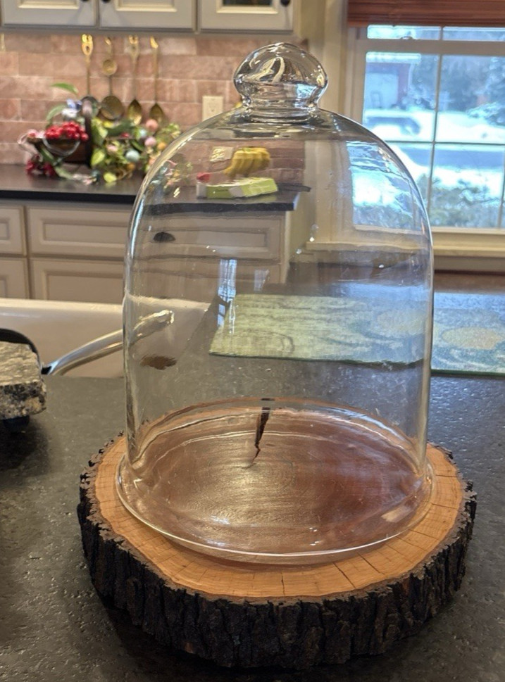 Glass Terrarium Cloche Dome Cover with Top Knob Rustic Wood Base Live Edge