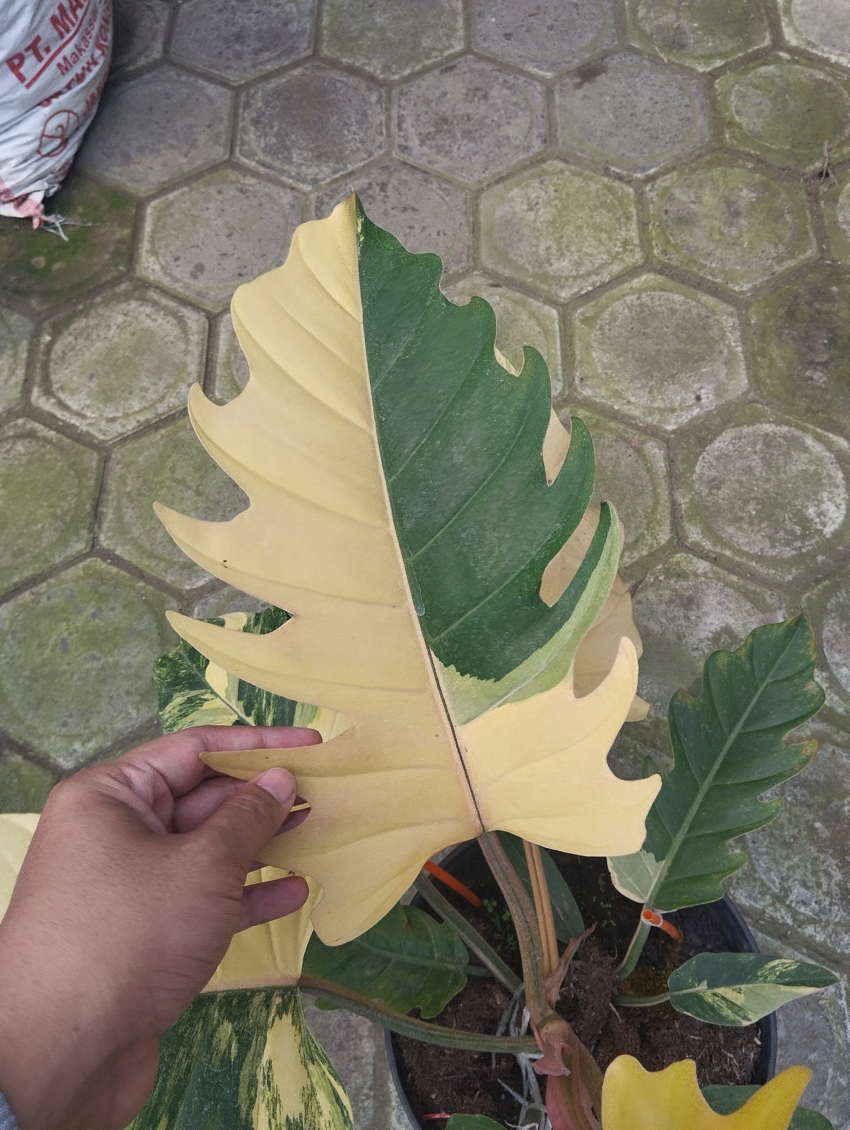 Philodendron Caramel Marble Big Size Variegated Real Picture Free Phitosanytari