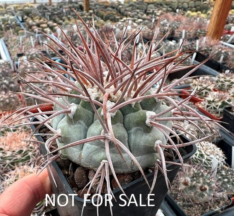 A43-1407 Gymnocalycium bozsingianum, VS 19, Villa Chepes, La Rioja, own root