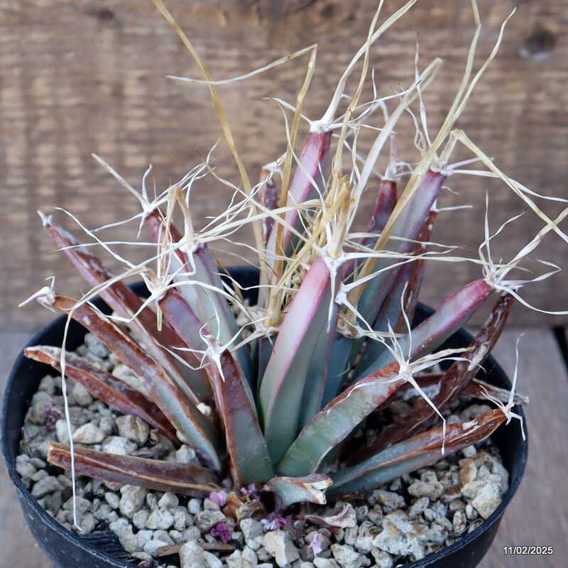 A1538 LEUCHTENBERGIA PRINCIPIS pot14-H13-W16 cm MaMa Cactus