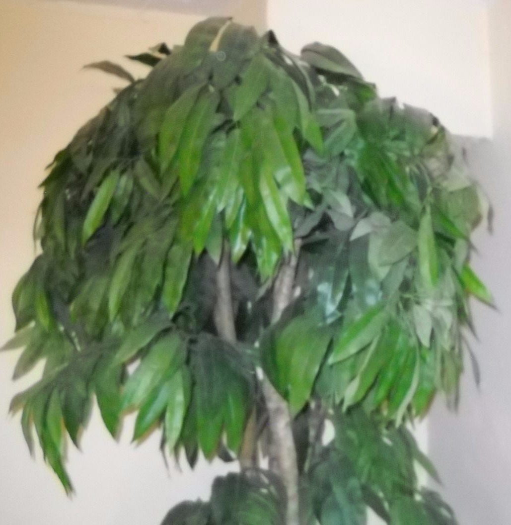 Silk mango tree with beautiful rattan basket and Spanish moss.