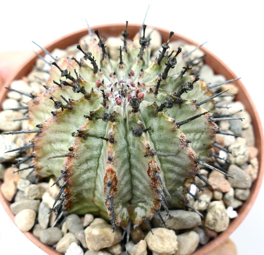 Euphorbia horrida SNOW FLAKES 4 –