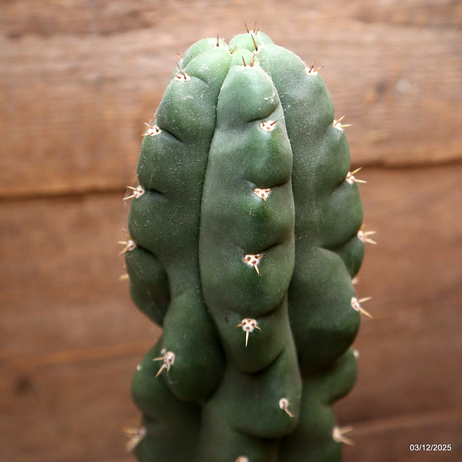 D7692 CEREUS PASA. MONSTER pot17-H55-W21 cm MaMa Cactus