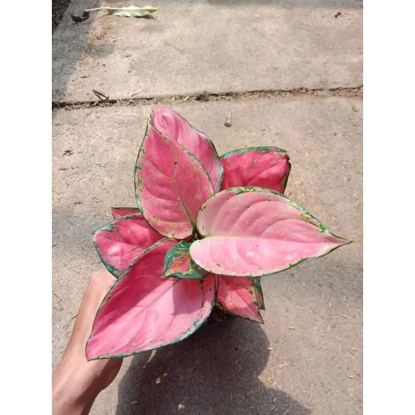 Real Pict Aglaonema Pink Catrina Rare Plant
