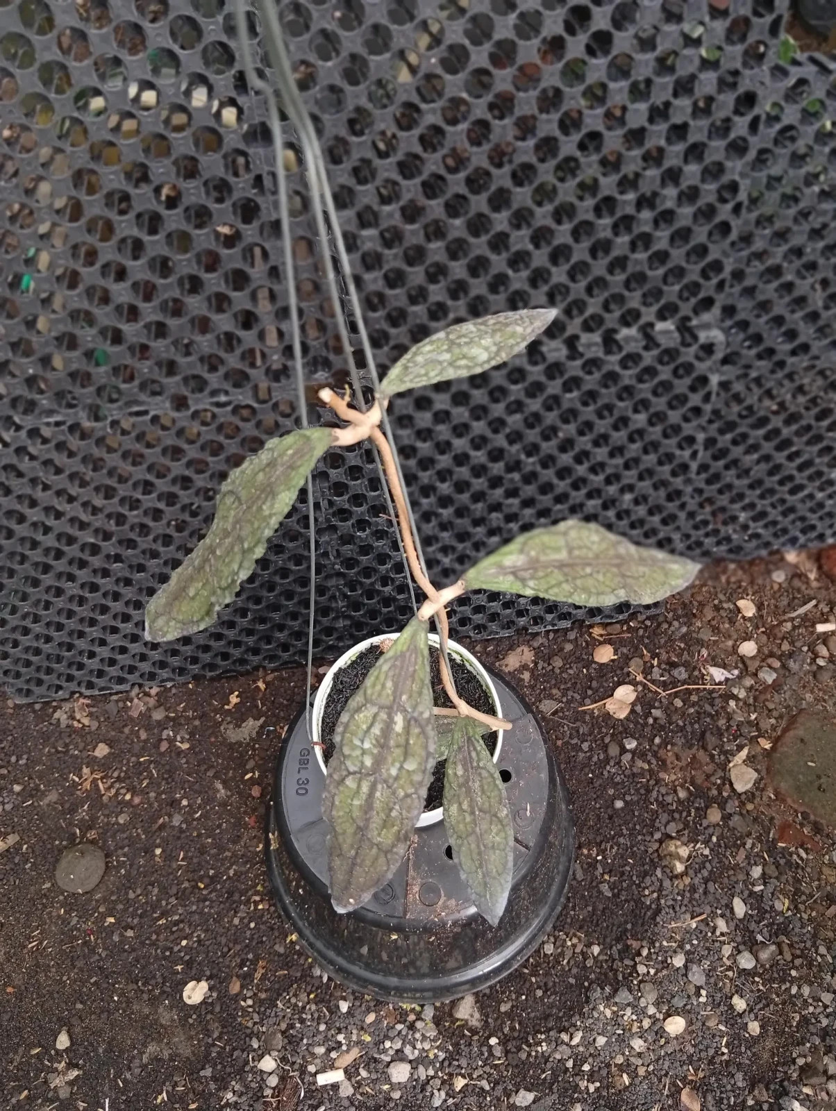 Real Picture Hoya Clemensiorum Red Black Lush Leaves
