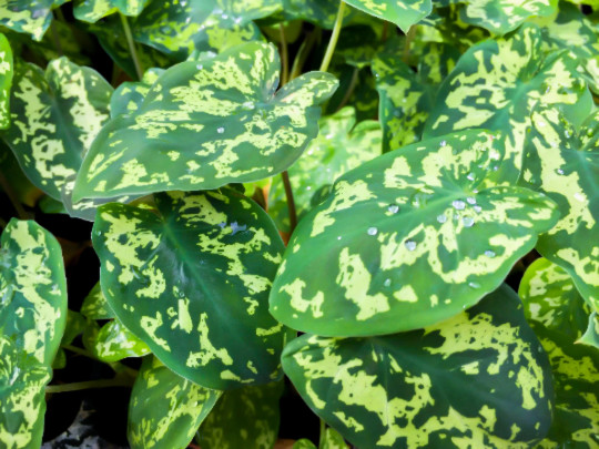 Alocasia Hilo Beauty Elephant Ears Plug | Caladium Indoor & Outdoor House Plant