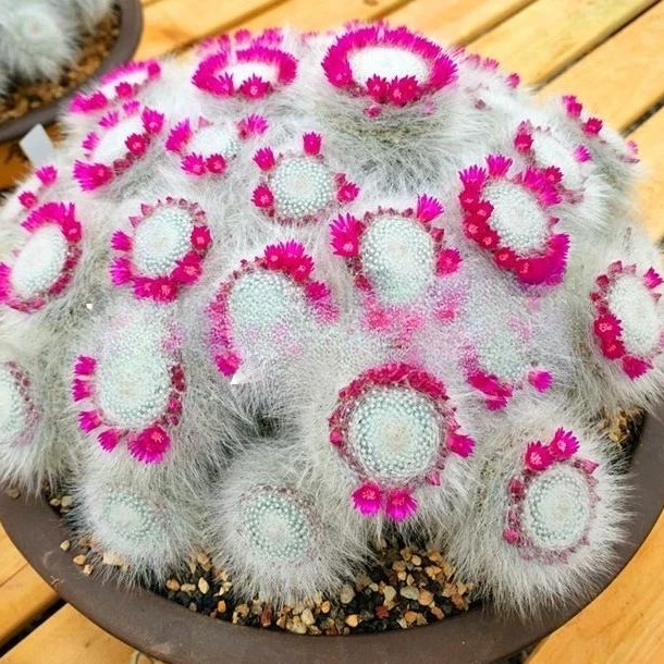 Succulent Plants Cactus Ball Live House Plants for Home Office Garden Decor