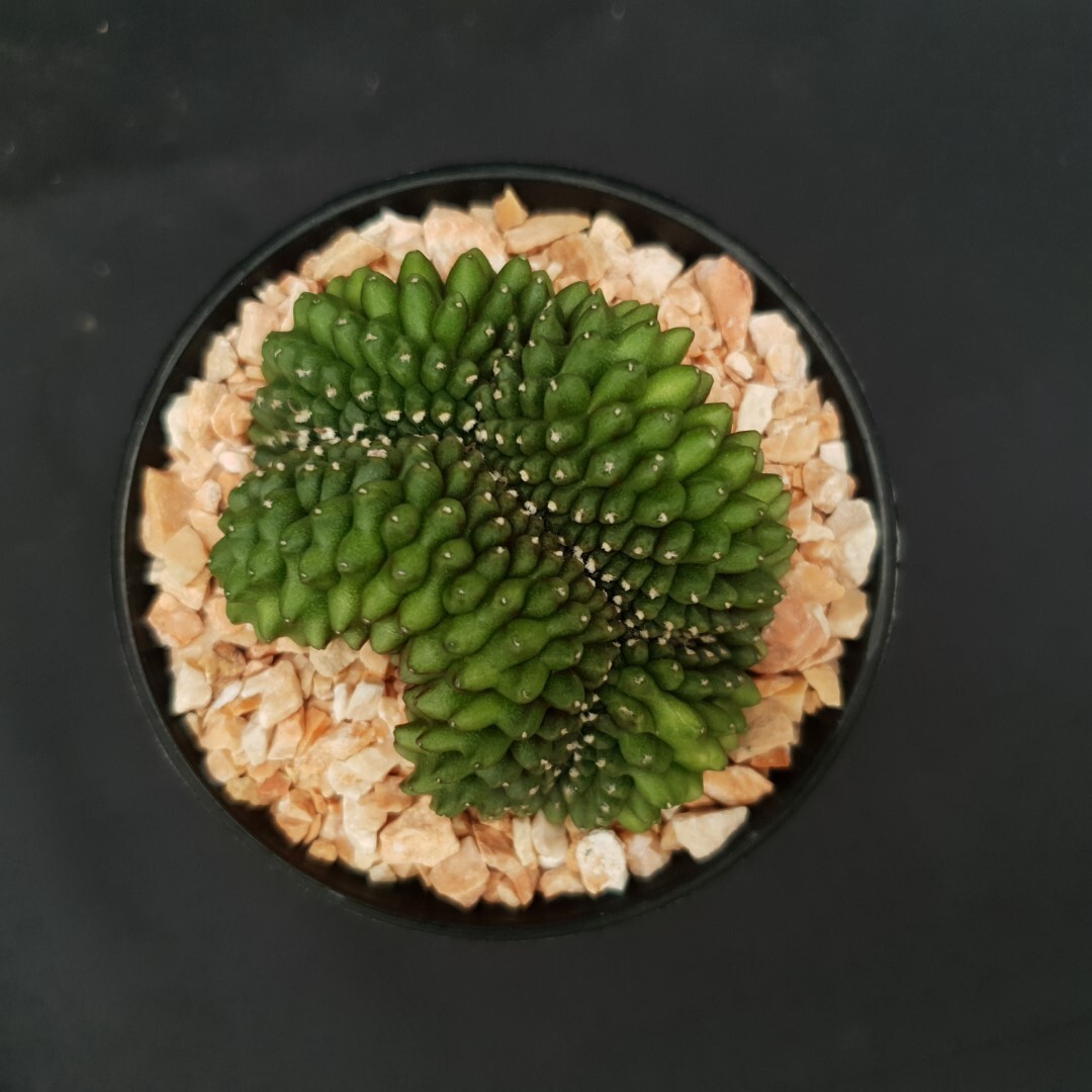 C02: Gymnocalycium mihanovichii f.inermis cristata