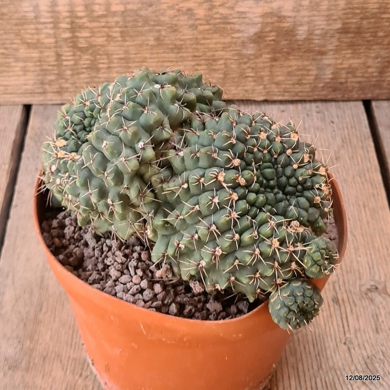 D5912 GYMNOCALYCIUM BALDIANUM CRESTED pot14-H11-W16 cm MaMa Cactus