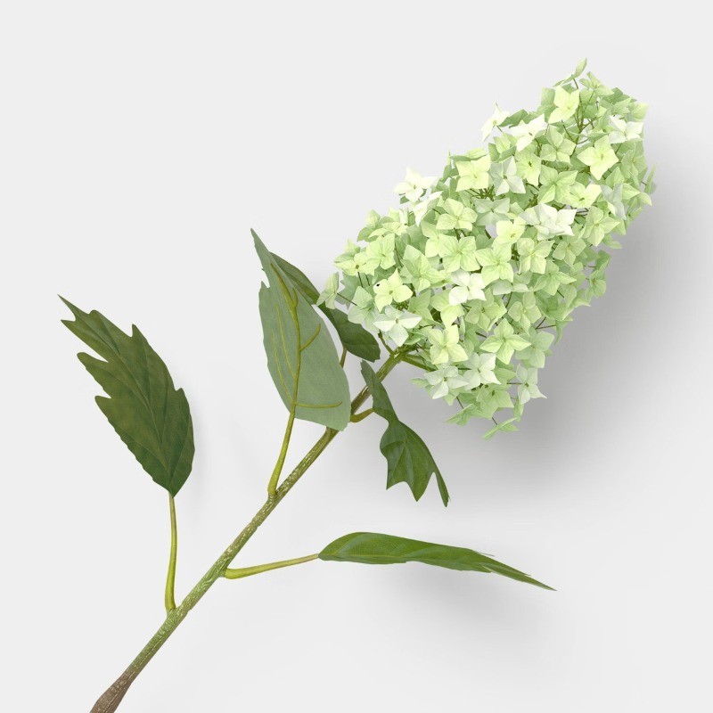 Green Hydrangea Branch