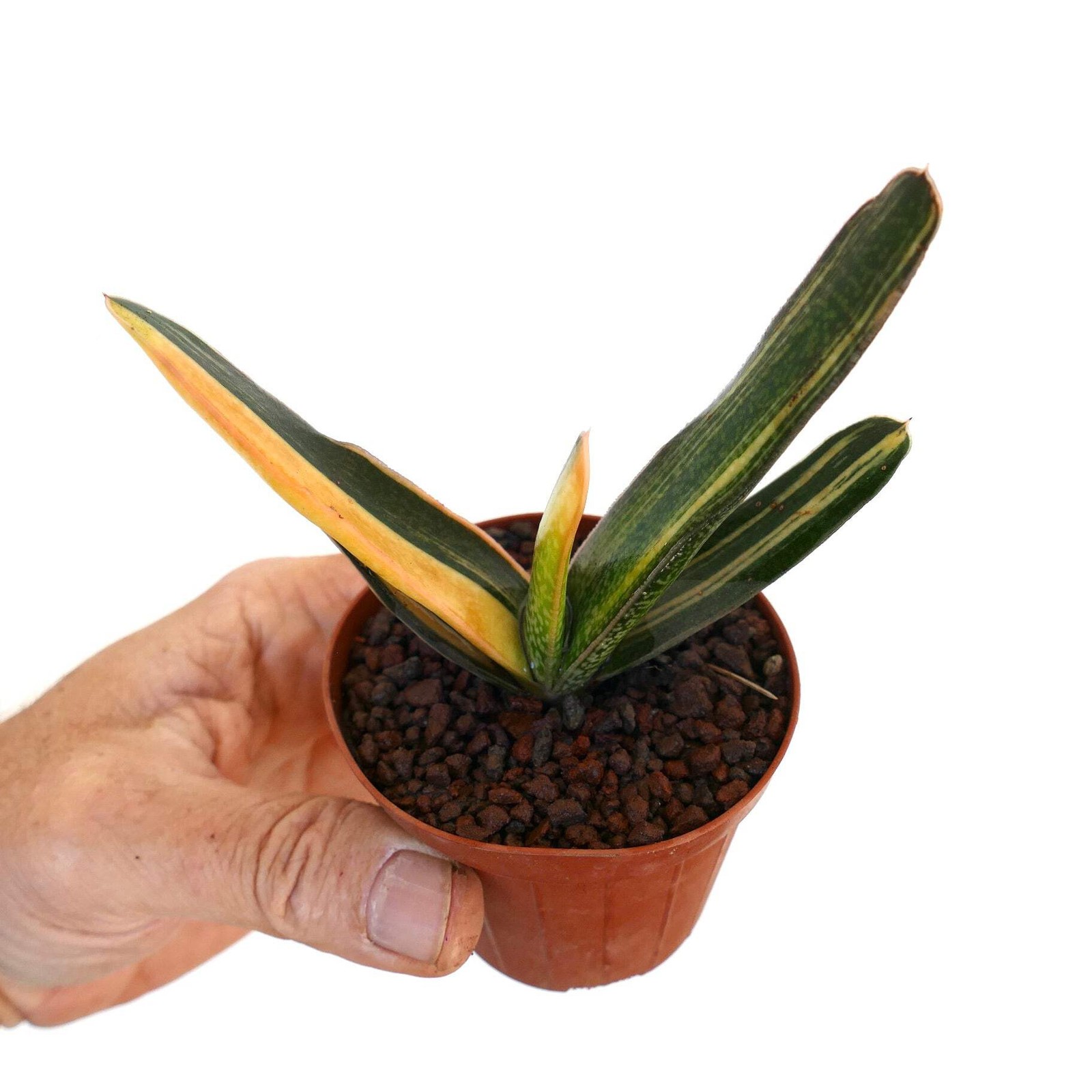 Gasteria carinata cv. ‘Rainbow’ YELLOW VARIEGATE – Bredasdorp gasteria | Beaked