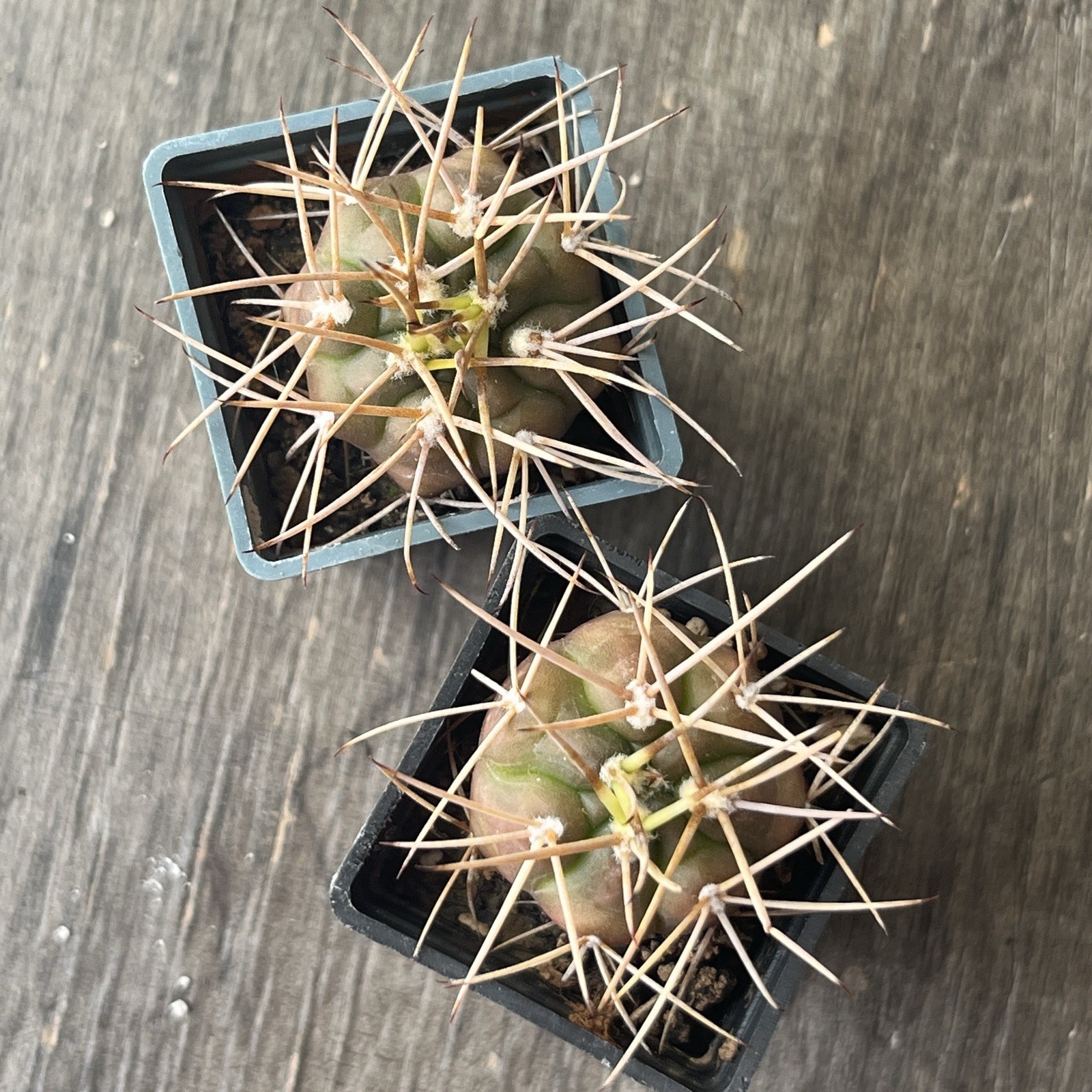 A37-846. G.eurypleurum, own root, 2 Pieces