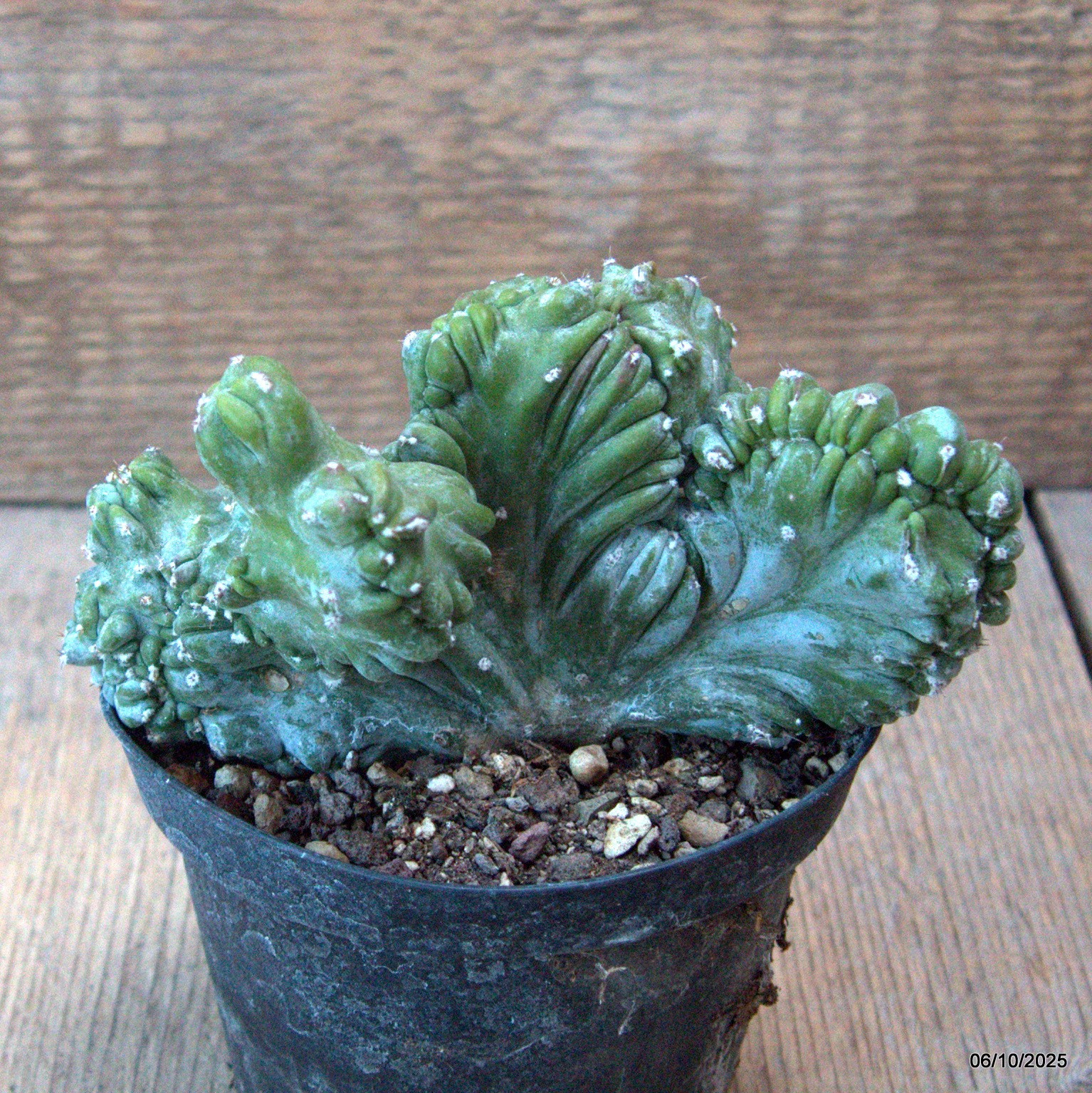 D6890 MYRTILLOCACTUS GEOMETRIZANS CRESTED pot10-H8-W13 cm MaMa Cactus