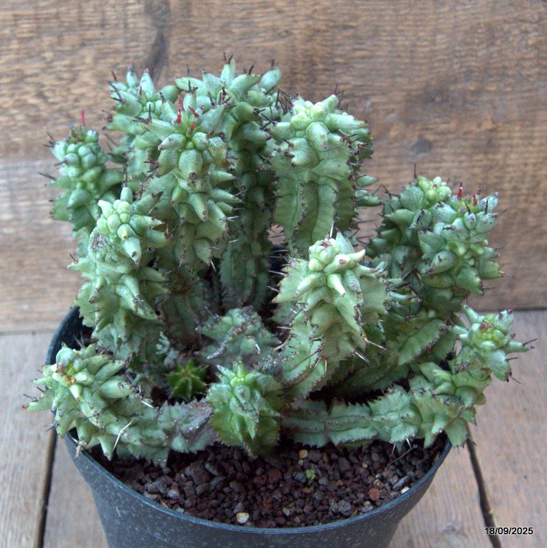 D6526 EUPHORBIA HORRIDA MONSTER pot18-H18-W22 cm MaMa Cactus