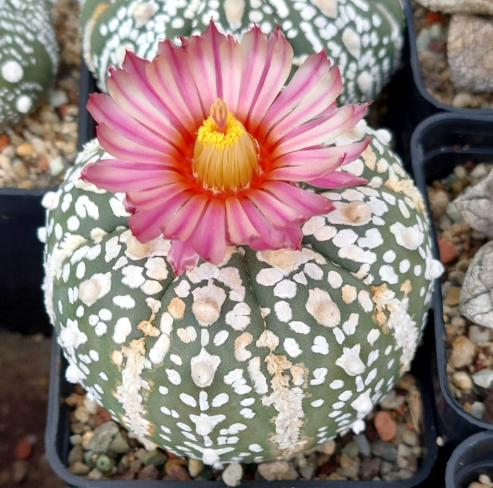 Astrophytum asterias ‘Super Kabuto Akabana’ 10seeds harvest 2025