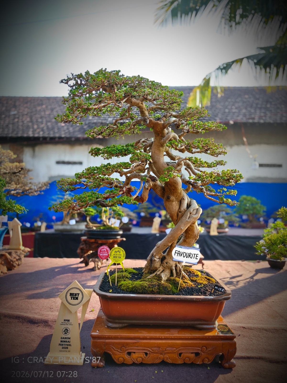 Premna Microphylla Bonsai Tree – Large – Extreme Trunk – Exhibition Tree ✅