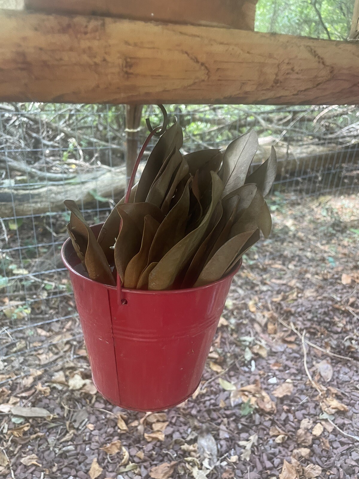 Fresh picked Magnolia Leaves – 25 CT. – Range approx size 5 in. – 10 in.