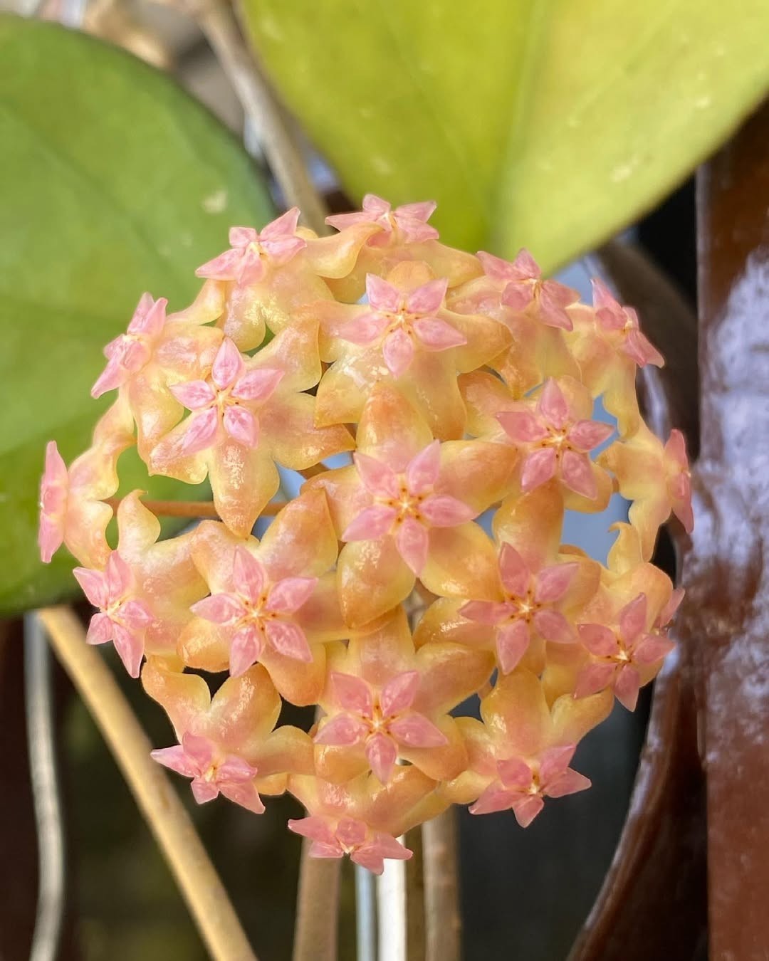 Hoya Cv Joy Rare Tropical Wax Plant